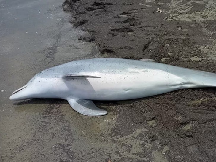 c3334c3c4fb840578b32490c973103e2_md _Dolphin_Full