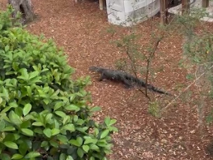 030124-alligator-scare-backyard-primary