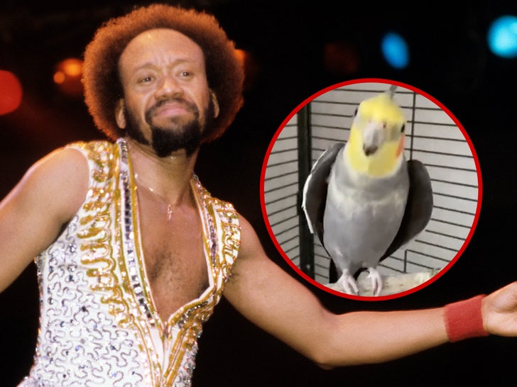 Pajarito canta earth wind and fire