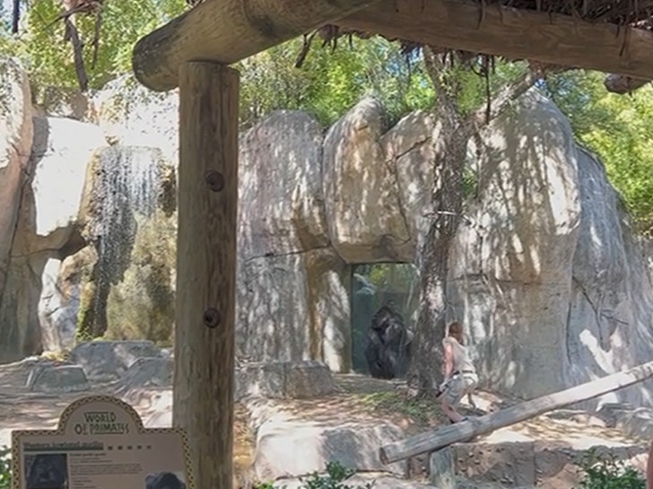 da4bc6250df04aef93bae5f740378cf7_md 030924_gorilla-sg-5