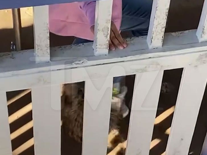 040224-raccoon-hershey-park-1