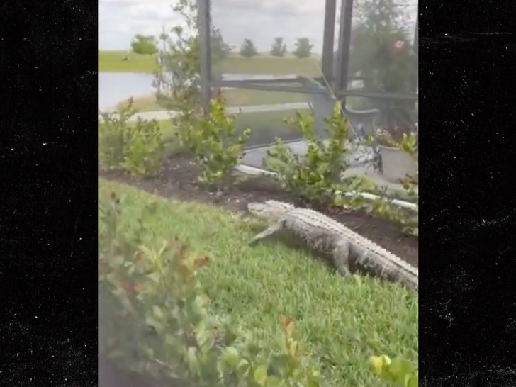 022824 alligator attacks