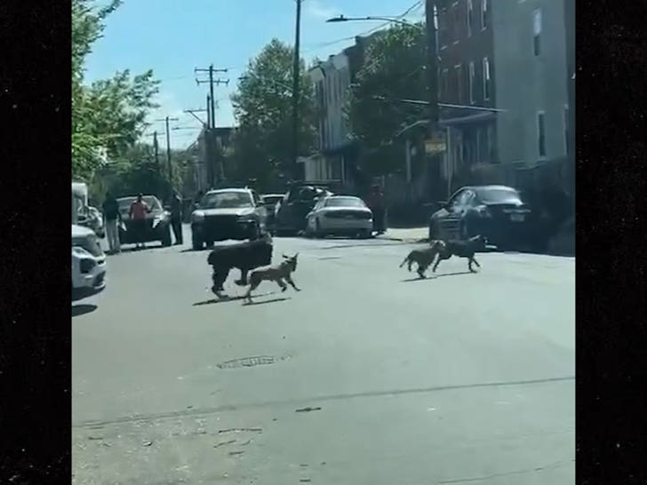 050224-dog-shooting-2