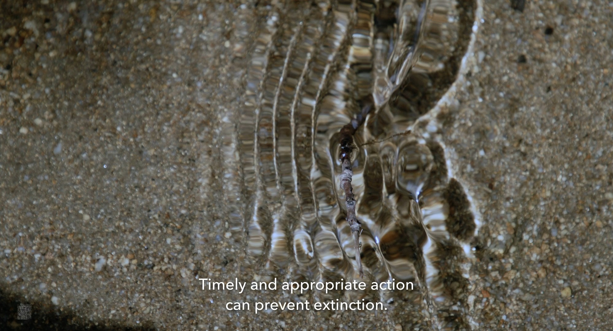 hungry-still_prevent-extinction-2