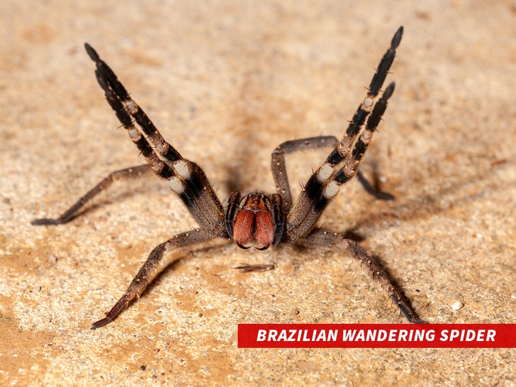 080a1e709f814027b9be48d6bab1299e_md Brazilian Wandering Spider
