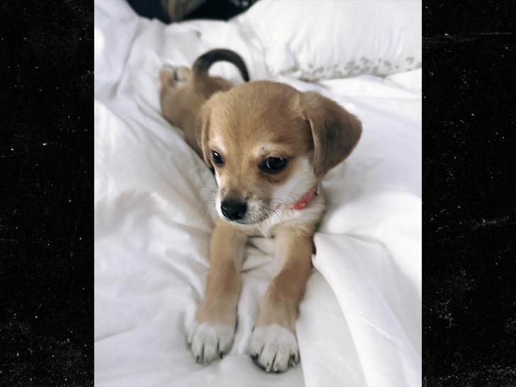 Susan Holmes McKagan dog insta 4