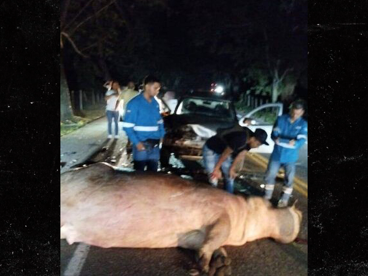 pablo escobar hippo run over