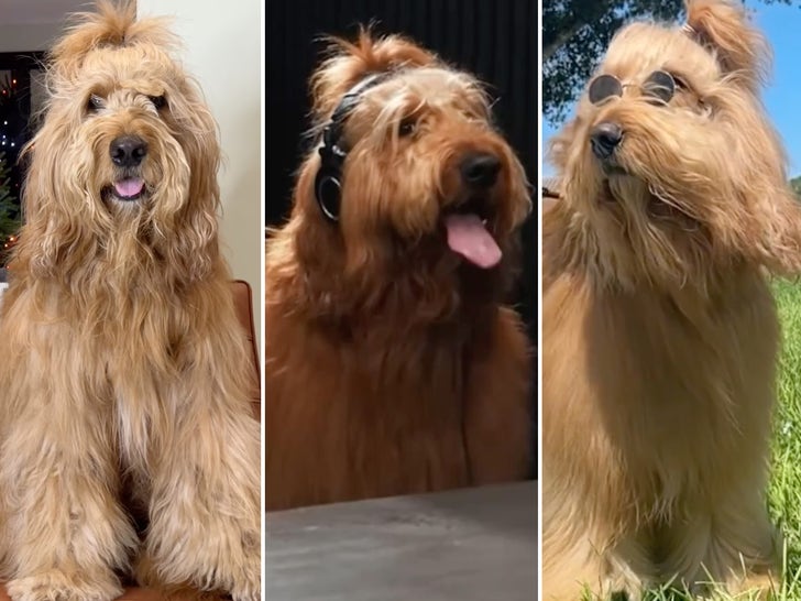 Brodie The Dog Photos