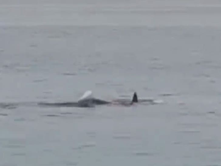 060823-shark-attack-4