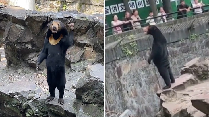 080123_chinese_bear_kal_v2