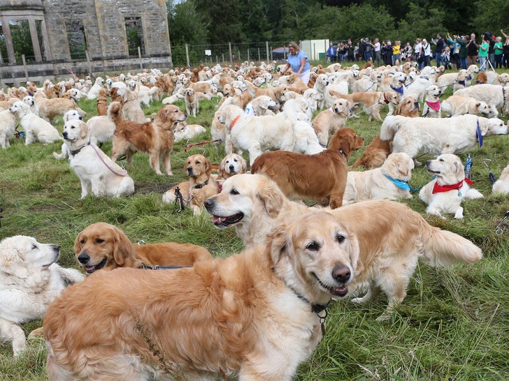 0714-Golden-Retriever-Guisachan-Gathering-dog-photos-primary-2