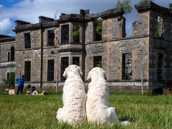 0714-Golden-Retriever-Guisachan-Gathering-dog-photos-primary-4