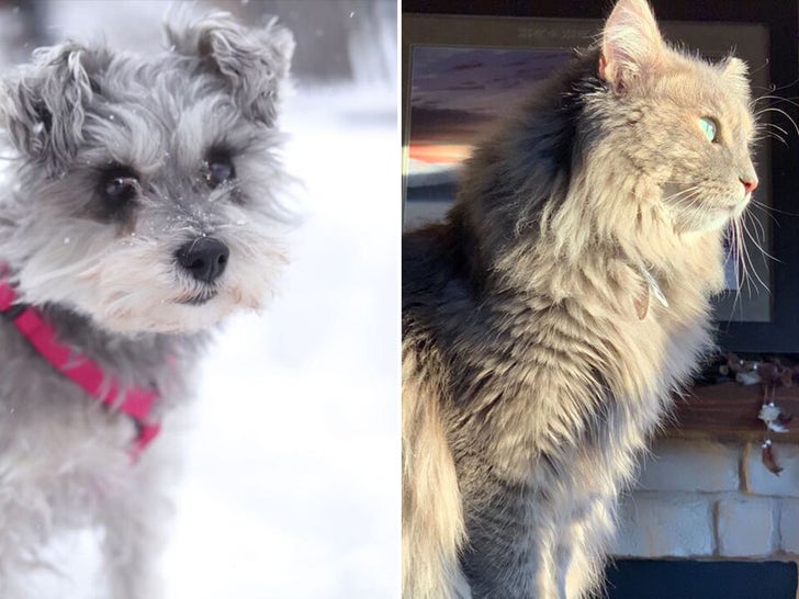 Bonnie Chapman's Pets