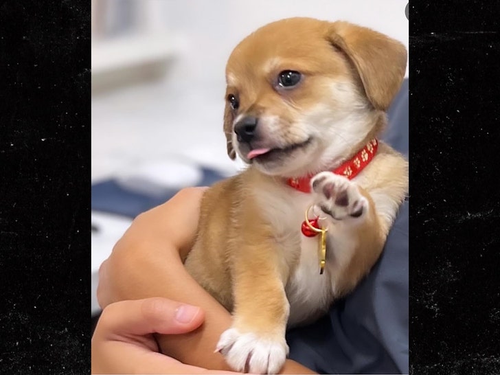 Susan Holmes McKagan dog insta 1