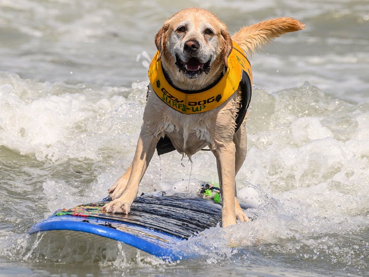 4e56f46a98484bc5a9857edab381c399_md 0807-World-Dog-Surfing-Championships-2023-primary-4