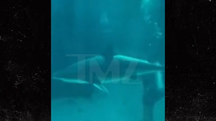 011724_shark_b-roll-kal