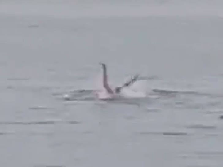 060823-shark-attack-3