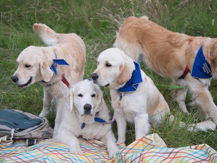0714-Golden-Retriever-Guisachan-Gathering-dog-photos-primary-3
