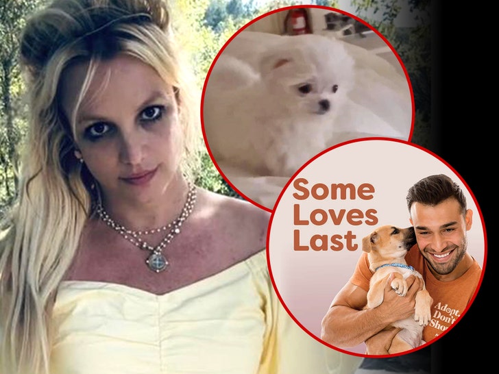 britney spears sam asghari and dog snow peta