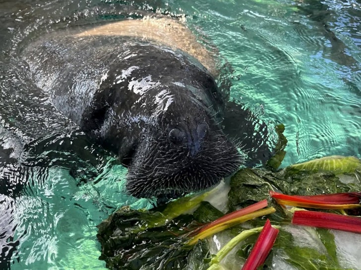 0728 Florida manatee died 3