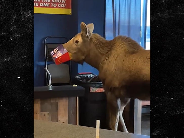 Movie Theater Moose