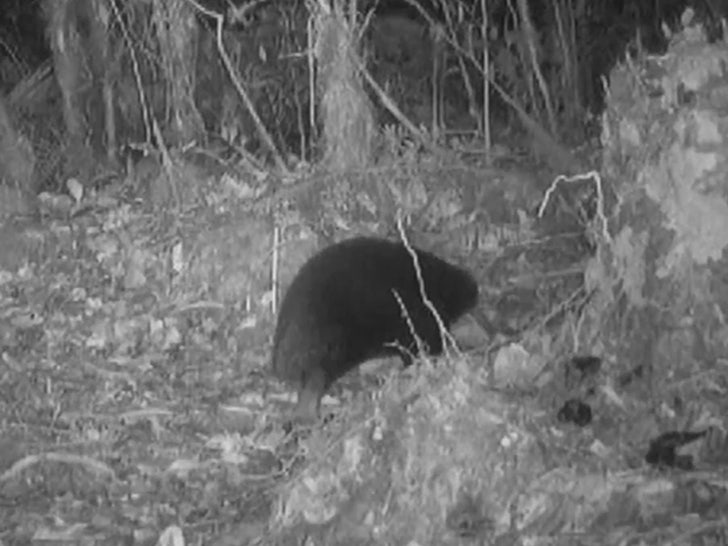 111023-echidna-butt-primary