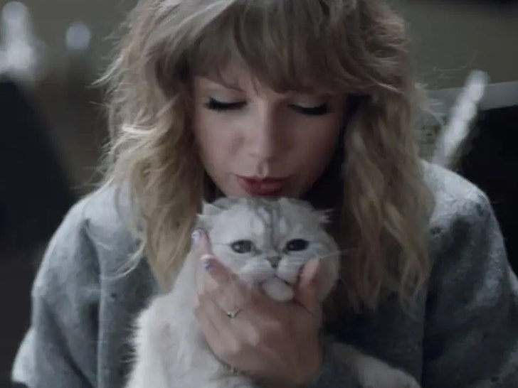 taylor swift cat