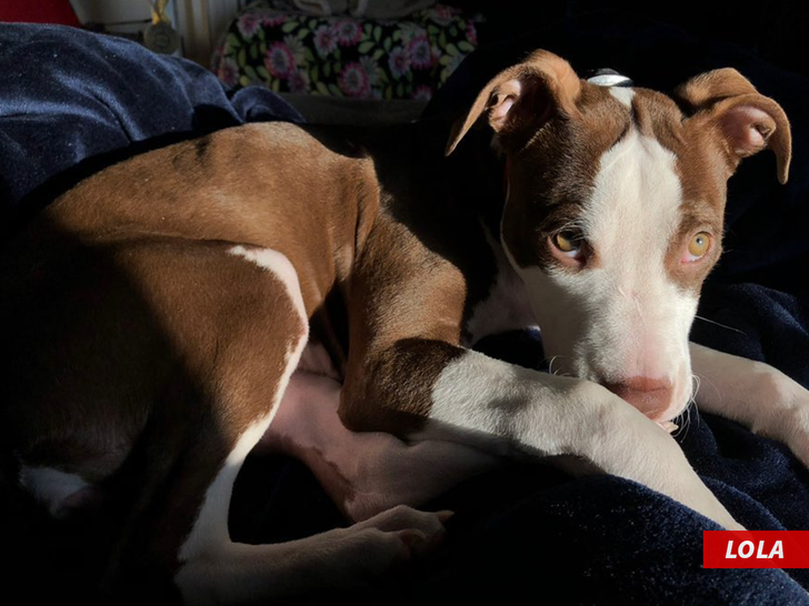 David Montgomery girlfriend dog lola