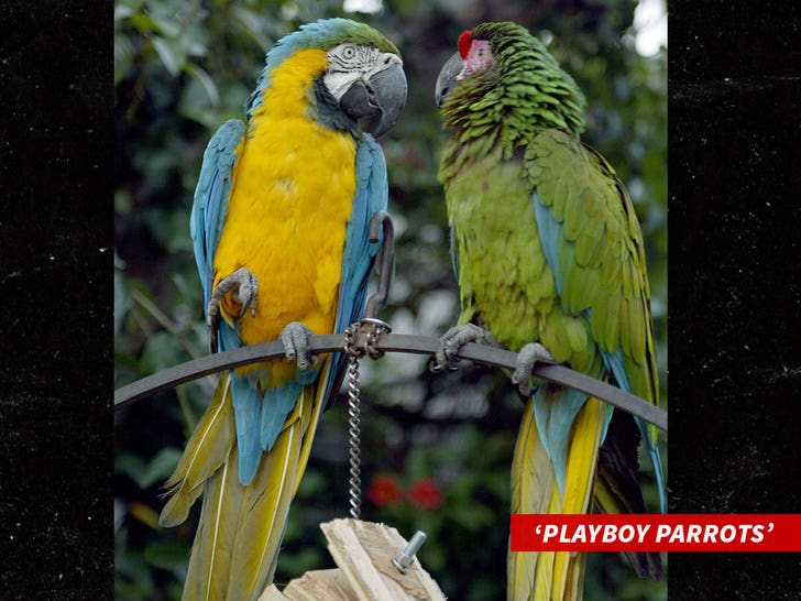 1106 Playboy Parrots 2