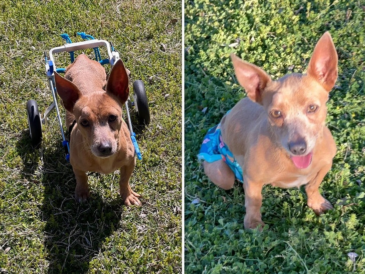 Dogs at SNAWL Rescue