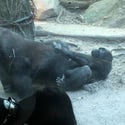 092321_gorillas_bj_primary_1
