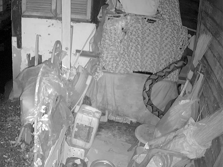 111623-snake-attack-primary