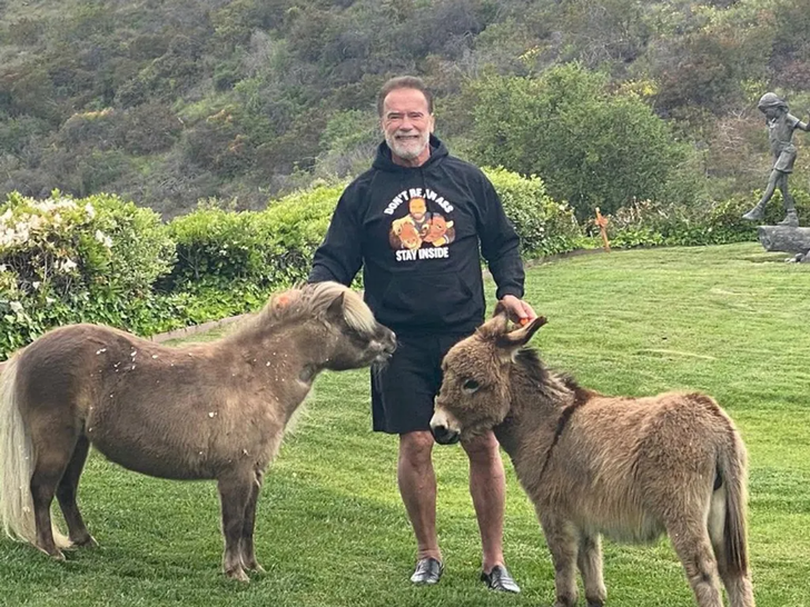 Stars On Horseback -- Giddy Up!