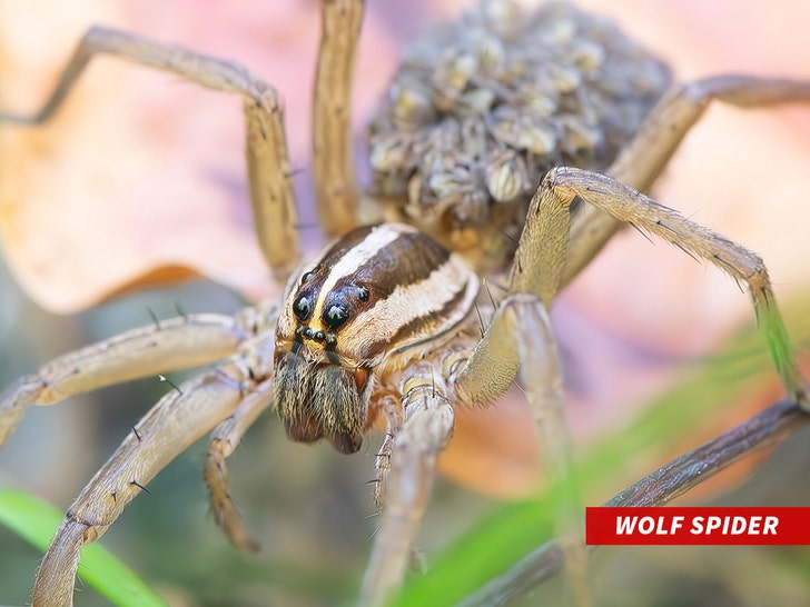 wolf spider