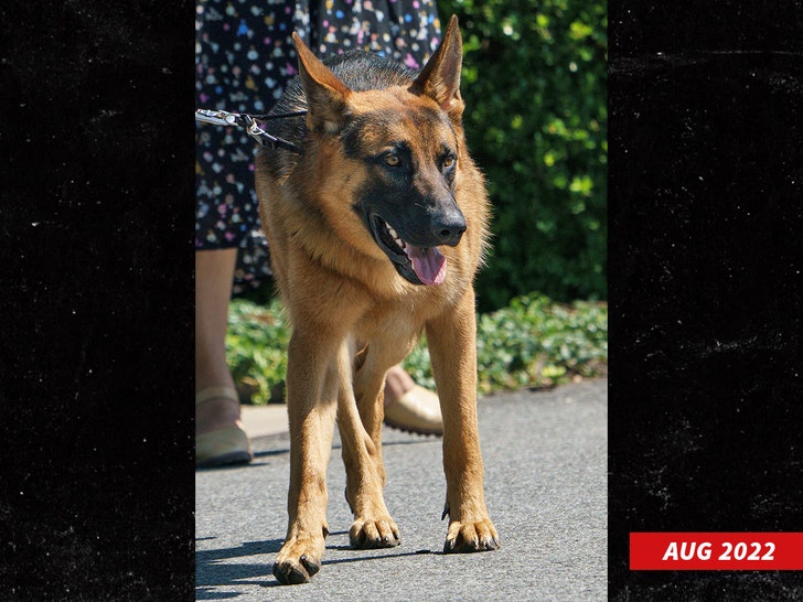 joe biden dog commander getty 2