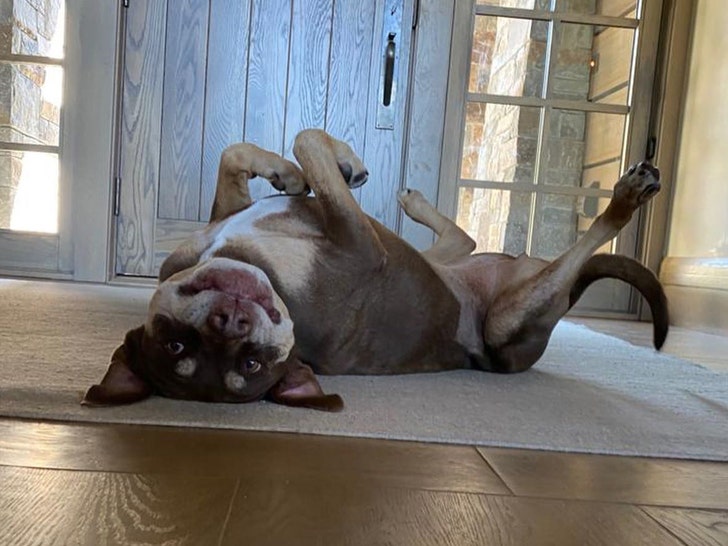 a49046c005b64572a8691cf98e4716d9_md gisele bundchen tom brady dog