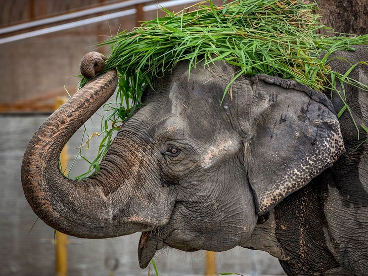 elephant at Manila Zoo getty 1