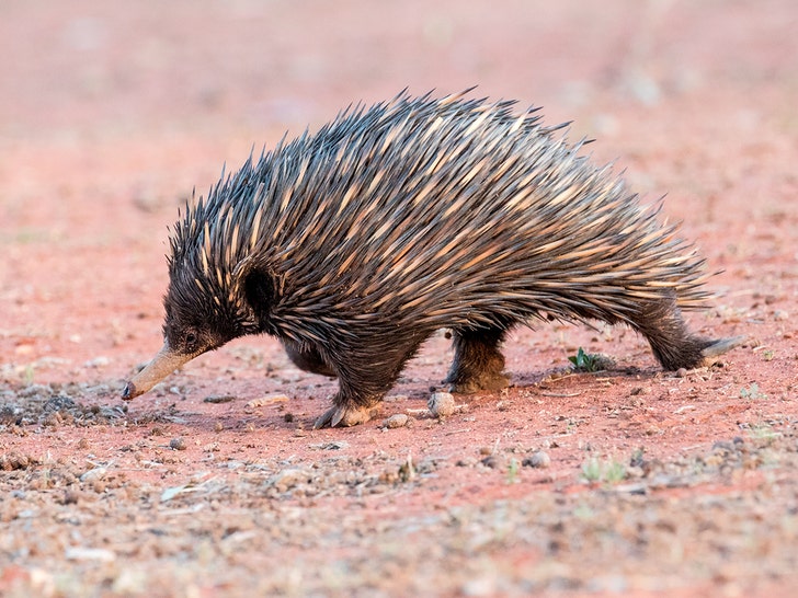 Beaked Enchidna getty