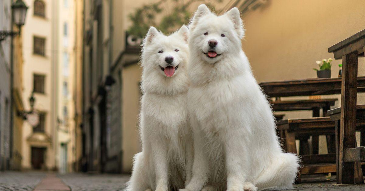 Sources said PETA has discouraged dog cloning as Streisand considers making more copies of pets like Violet and Scarlett.