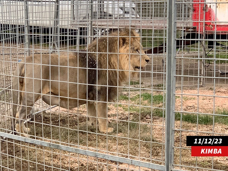 the lion king kimba getty 1