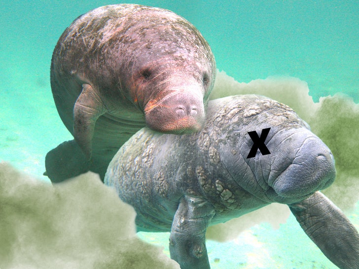 Manatee fun art 2