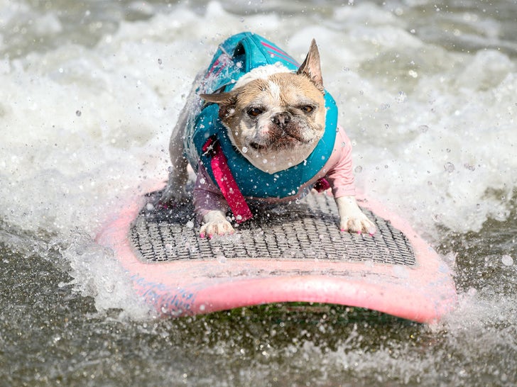 d43c7d0686ee4bbfa411995b6c460043_md 0807-World-Dog-Surfing-Championships-2023-primary-2