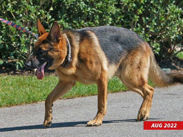 joe biden dog commander getty 1