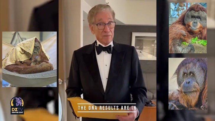 122123_maury_povich_orangutan_kal