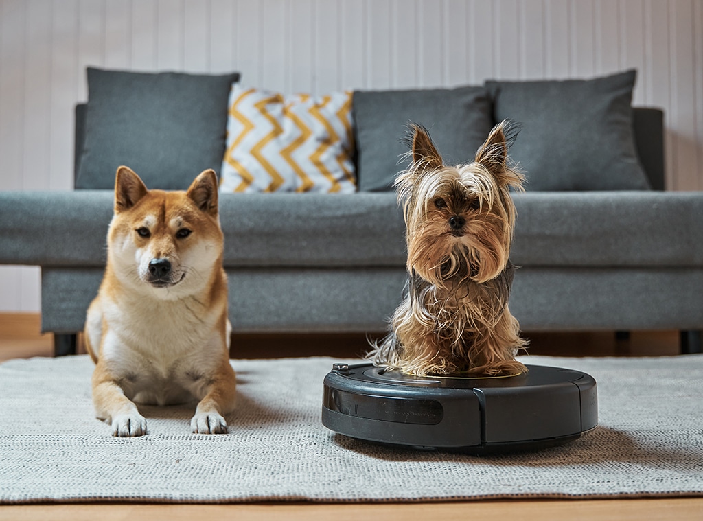 Shop Rocco & Roxie Pet Stain & Odor Eliminator