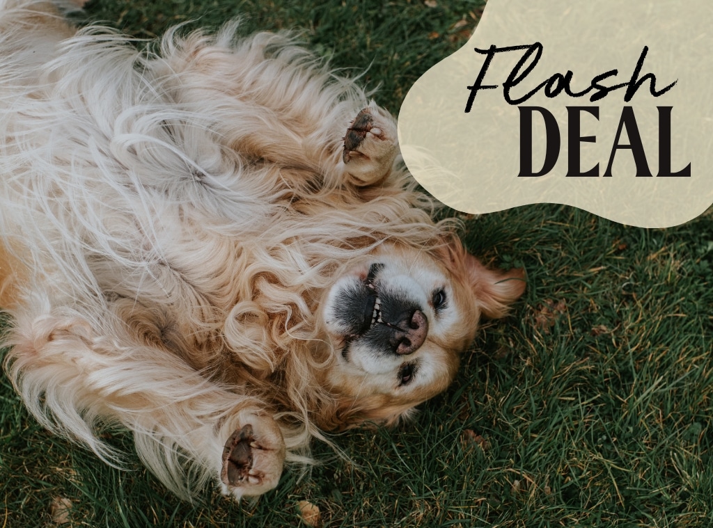 Shop Amazon Pet Sale