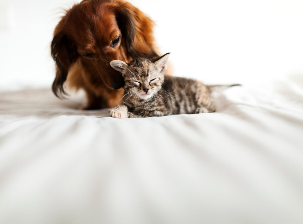 Shop Early Amazon Prime Day Pet Deals