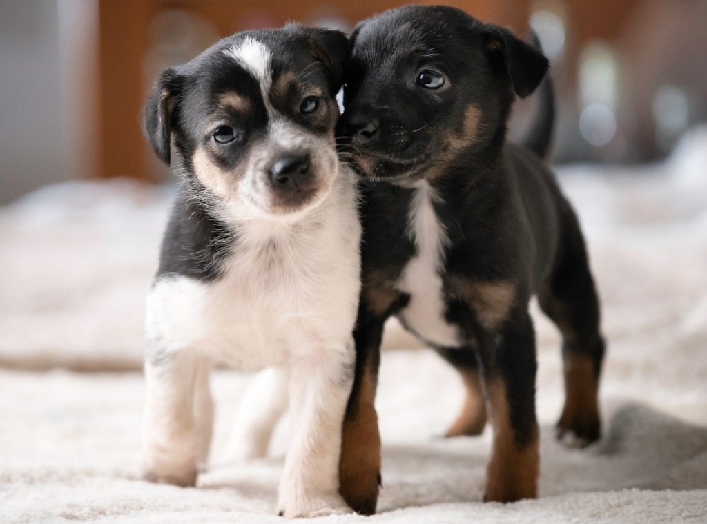 Shop Reusable Puppy Pee Pad - hero images